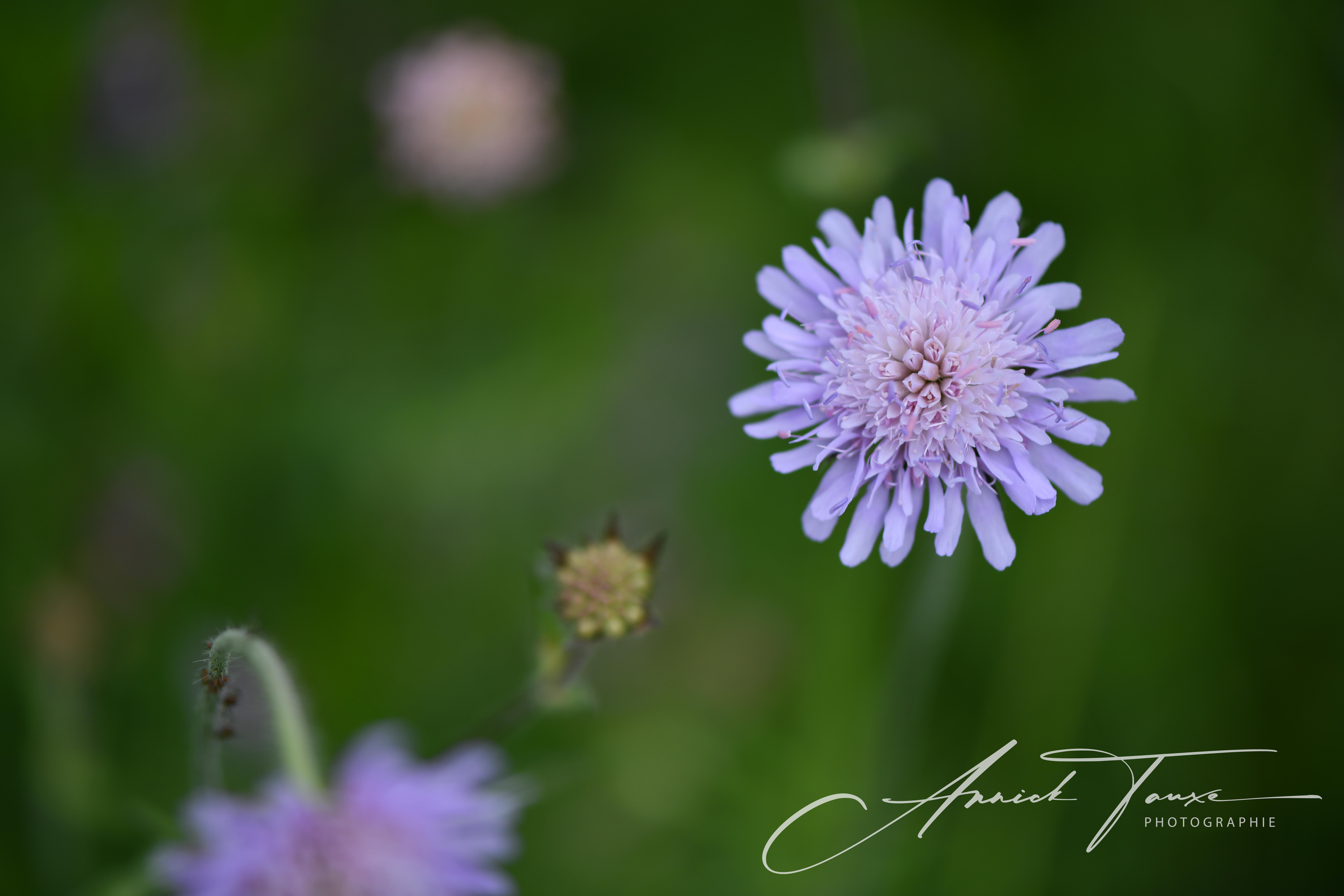 Photographie de la nature